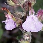 Teucrium chamaedrys Flor