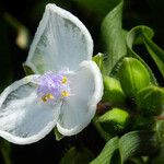 Tradescantia virginiana Flor