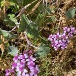 Pericallis aurita برگ