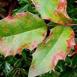 Berberis repens Folla