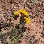 Xanthisma gracile Flower