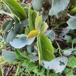 Cissus rotundifolia Hoja