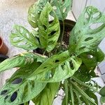 Monstera obliqua Leaf