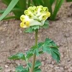 Corydalis nobilis Blüte