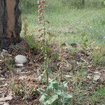 Epipactis helleborine Habitatea
