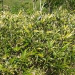 Sasa kurilensis Folha