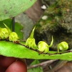 Bulbophyllum renkinianum Kwiat