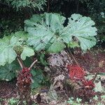 Gunnera insignisBlüte