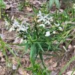 Coutoubea spicata Çiçek