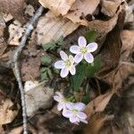 Claytonia caroliniana ফুল