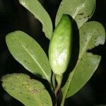 Planchonella mandjeliana Leaf