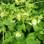 Silene baccifera Fruto