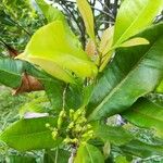 Syzygium aromaticum Folha