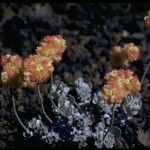 Eriogonum ovalifolium Pokrój