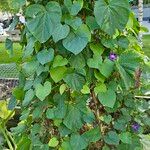 Ipomoea obscura Hábito