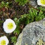 Ranunculus glacialis Anders