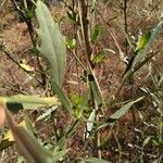 Baccharis salicina Yaprak