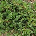 Oenothera laciniata Leaf