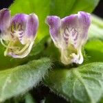 Justicia refractifolia Flor