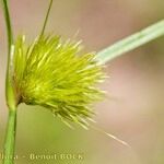 Carex bohemica Плід