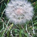 Tragopogon dubiusFlower