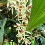 Coelogyne asperata Συνήθη χαρακτηριστικά