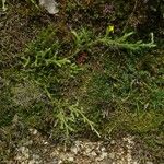 Lycopodium clavatum Habit