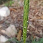 Hordeum spontaneum Blomma