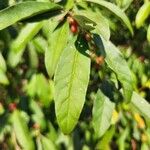 Elaeagnus umbellata叶