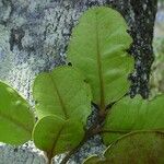 Diospyros yaouhensis Leaf