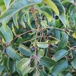 Aristotelia chilensis Fruchs