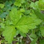 Geum urbanumFeuille