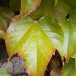 Parthenocissus tricuspidata Leaf