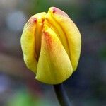 Tulipa grengiolensis Flower