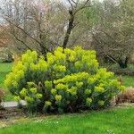 Euphorbia characias Vekstform