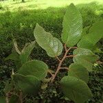 Guazuma ulmifolia Fuelha
