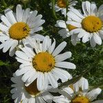 Leucanthemum monspelienseКвітка