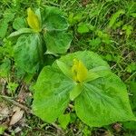 Trillium luteum Flower