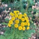 Tanacetum vulgare Flower