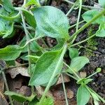 Moehringia trinervia Leaf