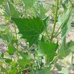 Atriplex micrantha Blad