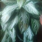Dieffenbachia seguine Leaf