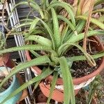 Aechmea recurvata Folha