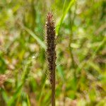 Setaria viridis Fruto