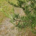 Pinus virginiana Leaf