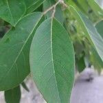 Diospyros virginiana Hoja