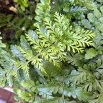 Asplenium balearicum Blad