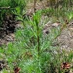 Artemisia campestris Leaf