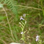 Lobelia urens Habit