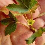 Jatropha chevalieri Kwiat